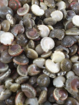 Black umbonium 200 gr.